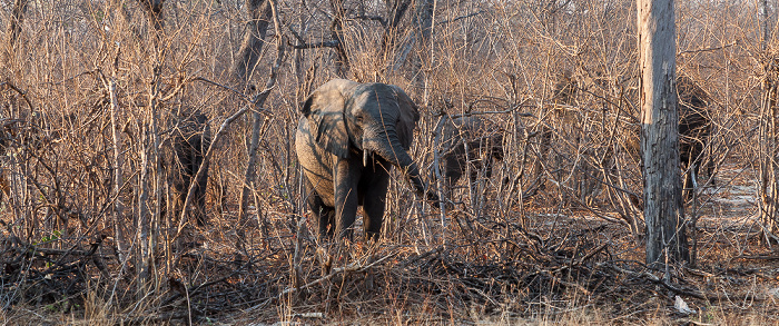 Afrikanische Elefanten (Loxodonta africana) Sikumbi Forest Reserve