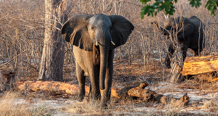 Sikumbi Forest Reserve Afrikanische Elefanten (Loxodonta africana)