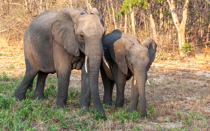 Afrikanische Elefanten (Loxodonta africana) Sikumbi Forest Reserve