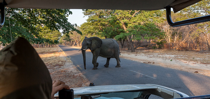 Sikumbi Forest Reserve Afrikanischer Elefant (Loxodonta africana)