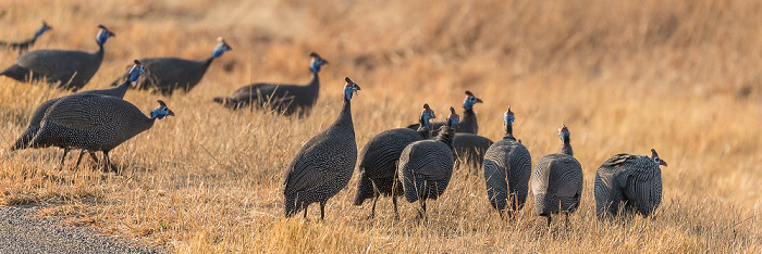 Hwange National Park Helmperlhühner (Numida meleagris)