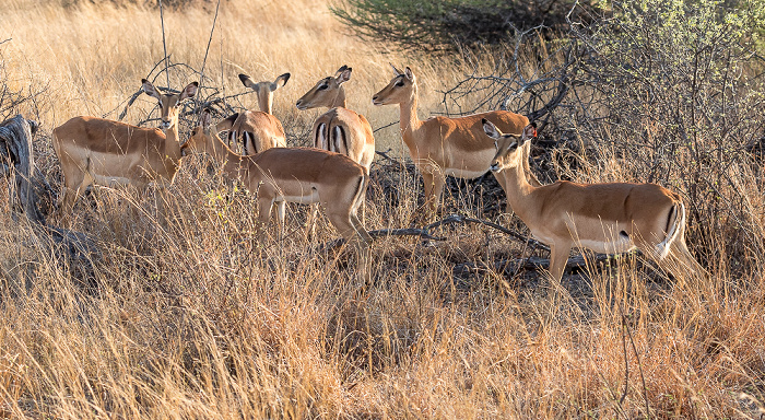 Hwange National Park Impalas (Aepyceros)