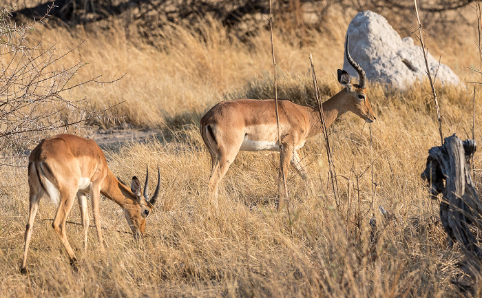 Impalas (Aepyceros) Hwange National Park