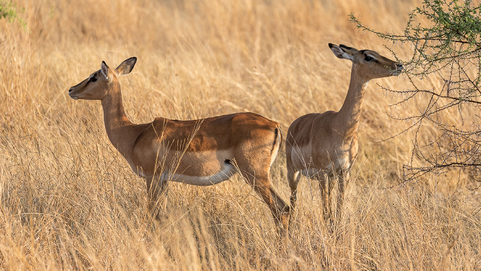 Impalas (Aepyceros) Hwange National Park