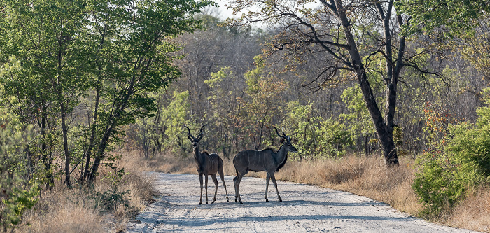 Hwange National Park Sambesi-Großkudus (Strepsiceros zambesiensis)