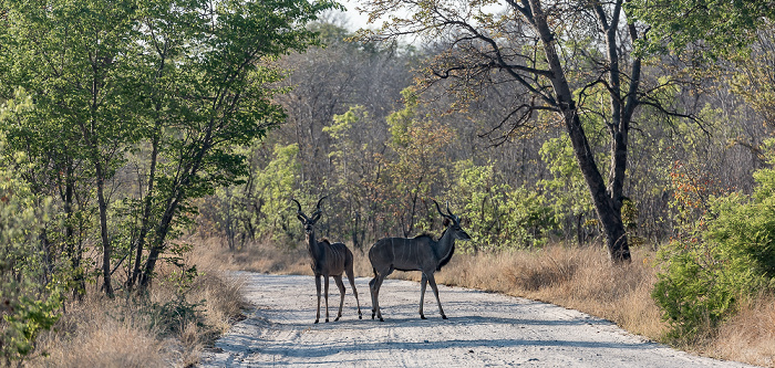 Sambesi-Großkudus (Strepsiceros zambesiensis) Hwange National Park