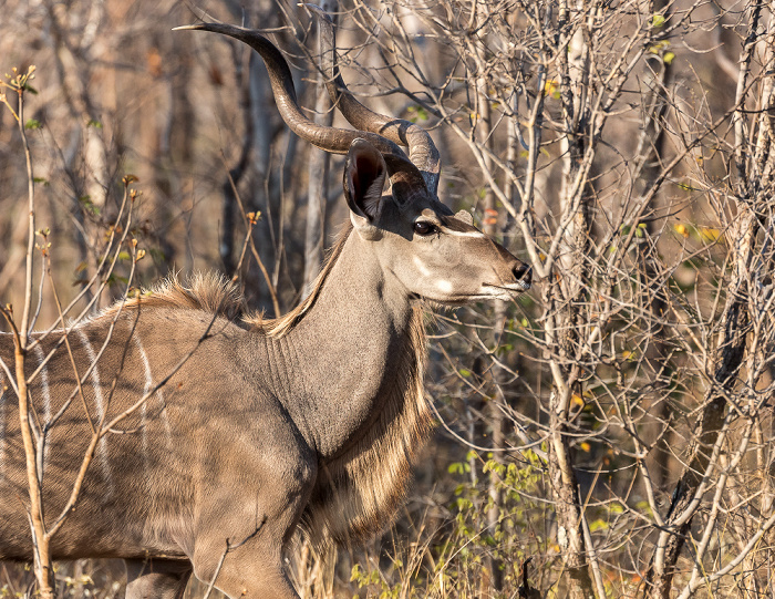 Hwange National Park Sambesi-Großkudu (Strepsiceros zambesiensis)