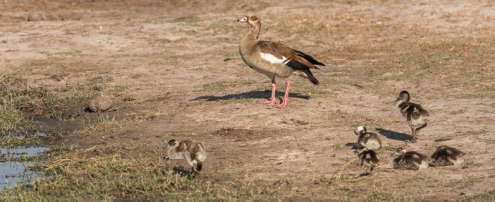 Nilgänse (Alopochen aegyptiaca) Hwange National Park