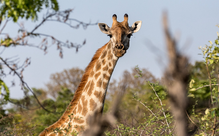 Angola-Giraffe (Giraffa giraffa angolensis) Hwange National Park