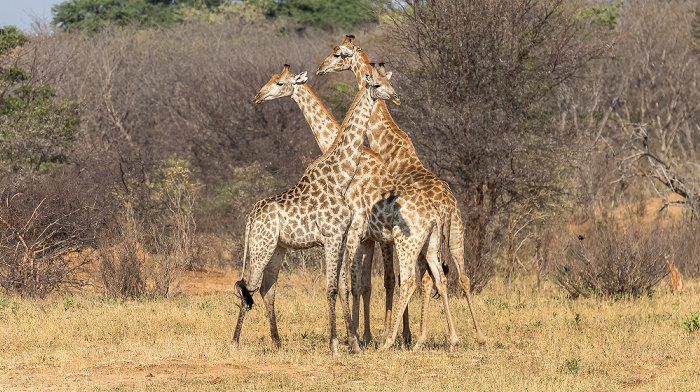 Hwange National Park Angola-Giraffen (Giraffa giraffa angolensis)