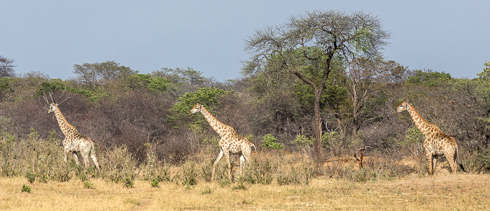 Angola-Giraffen (Giraffa giraffa angolensis) Hwange National Park