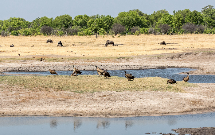 Hwange National Park Altweltgeier (Aegypiinae)