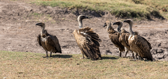 Altweltgeier (Aegypiinae) Hwange National Park