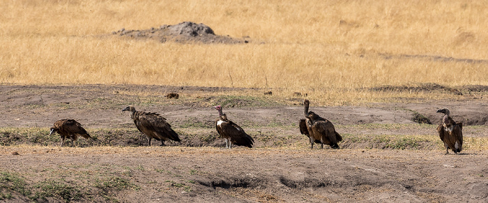 Altweltgeier (Aegypiinae) Hwange National Park