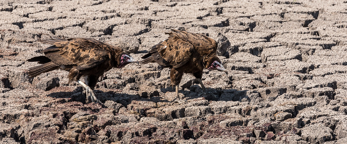 Hwange National Park Altweltgeier (Aegypiinae)