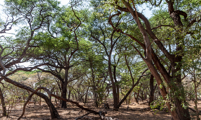 Hwange National Park