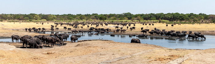 Hwange National Park Kennedy Pan: Kaffernbüffel (Schwarzbüffel, Afrikanische Büffel, Syncerus caffer)