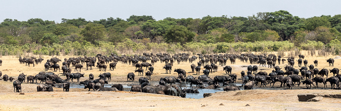 Kaffernbüffel (Schwarzbüffel, Afrikanische Büffel, Syncerus caffer) Hwange National Park