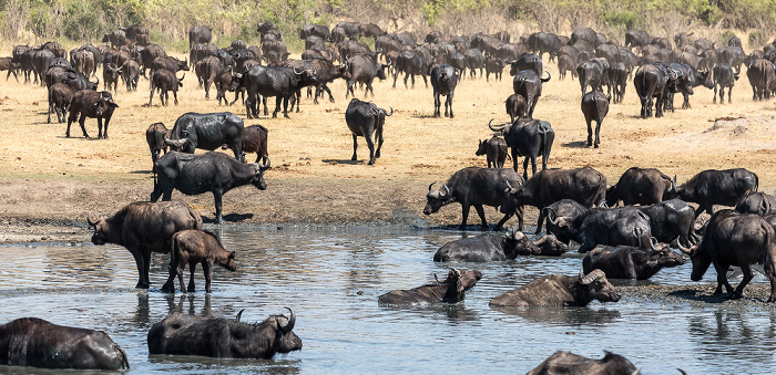 Kaffernbüffel (Schwarzbüffel, Afrikanische Büffel, Syncerus caffer) Hwange National Park