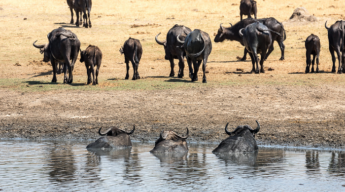 Hwange National Park Kaffernbüffel (Schwarzbüffel, Afrikanische Büffel, Syncerus caffer)