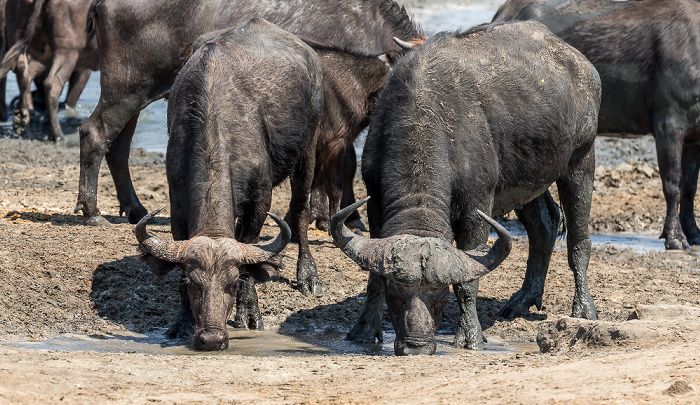 Kaffernbüffel (Schwarzbüffel, Afrikanische Büffel, Syncerus caffer) Hwange National Park