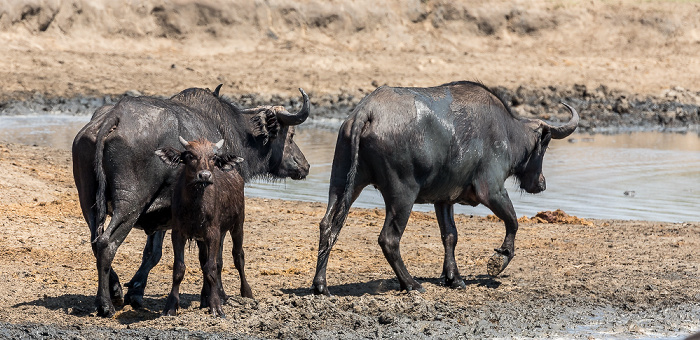 Kaffernbüffel (Schwarzbüffel, Afrikanische Büffel, Syncerus caffer) Hwange National Park