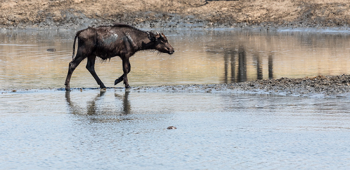 Kaffernbüffel (Schwarzbüffel, Afrikanische Büffel, Syncerus caffer) Hwange National Park