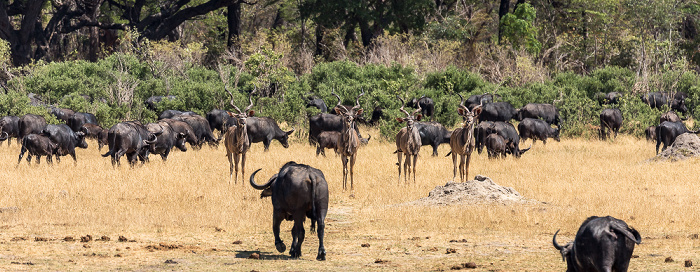 Sambesi-Großkudus (Strepsiceros zambesiensis) Hwange National Park