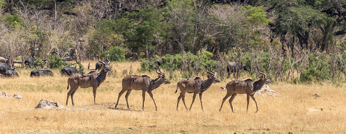 Hwange National Park Sambesi-Großkudus (Strepsiceros zambesiensis)