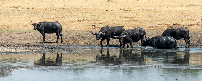 Hwange National Park Kaffernbüffel (Schwarzbüffel, Afrikanische Büffel, Syncerus caffer)