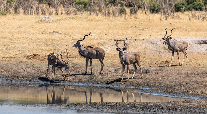 Sambesi-Großkudus (Strepsiceros zambesiensis) Hwange National Park