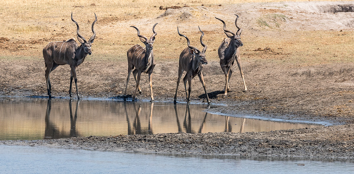 Sambesi-Großkudus (Strepsiceros zambesiensis) Hwange National Park