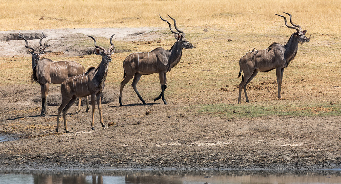 Hwange National Park Sambesi-Großkudus (Strepsiceros zambesiensis)