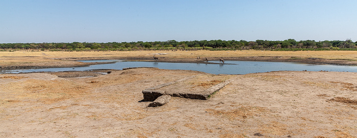 Kennedy Pan: Sambesi-Großkudus (Strepsiceros zambesiensis) Hwange National Park