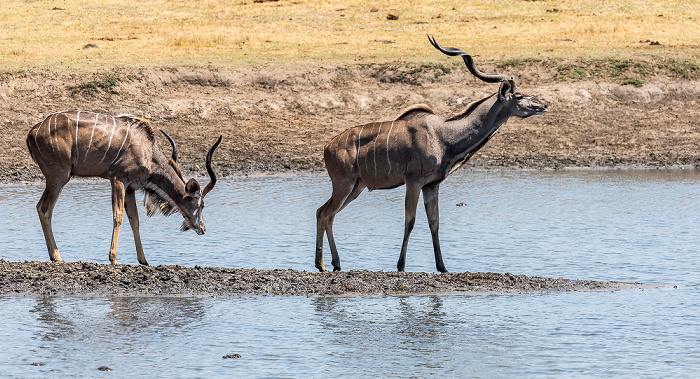 Hwange National Park Sambesi-Großkudus (Strepsiceros zambesiensis)