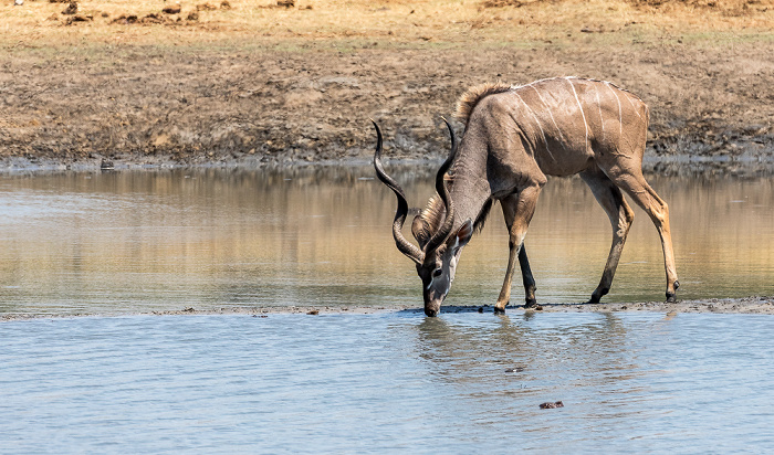 Sambesi-Großkudus (Strepsiceros zambesiensis) Hwange National Park