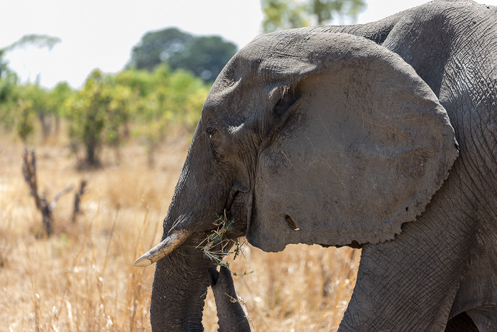 Hwange National Park Afrikanischer Elefant (Loxodonta africana)
