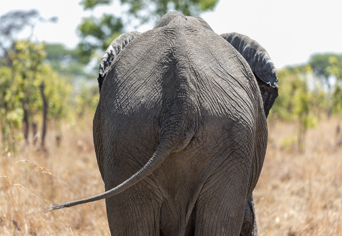 Afrikanischer Elefant (Loxodonta africana) Hwange National Park