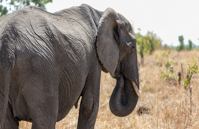 Afrikanischer Elefant (Loxodonta africana) Hwange National Park