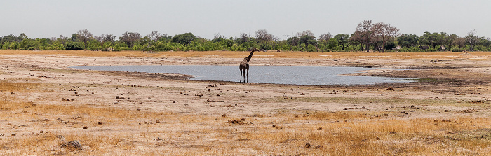 Hwange National Park Angola-Giraffe (Giraffa giraffa angolensis)