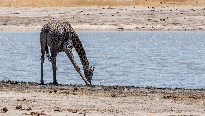 Angola-Giraffe (Giraffa giraffa angolensis) Hwange National Park