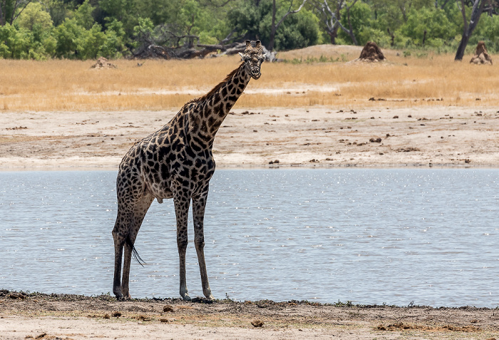 Angola-Giraffe (Giraffa giraffa angolensis) Hwange National Park