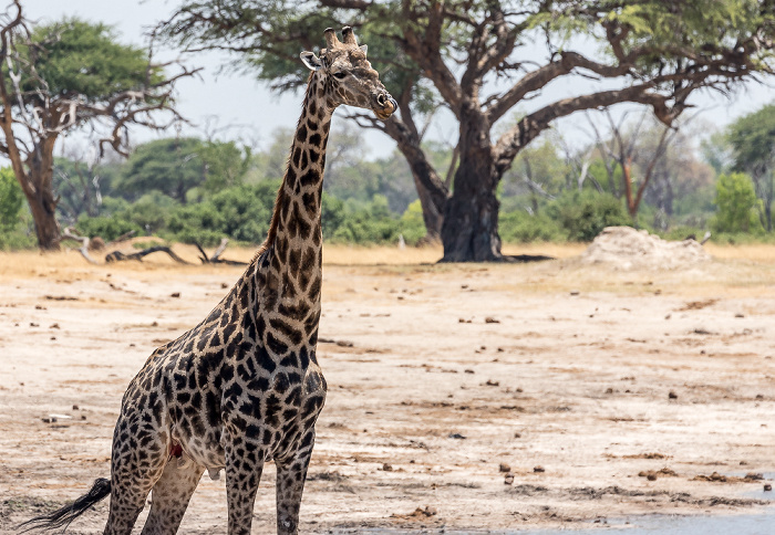 Angola-Giraffe (Giraffa giraffa angolensis) Hwange National Park