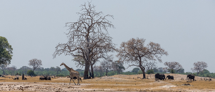 Hwange National Park Angola-Giraffe (Giraffa giraffa angolensis), Afrikanische Elefanten (Loxodonta africana)