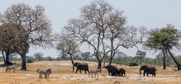 Hwange National Park Steppenzebras (Pferdezebra, Equus quagga), Afrikanische Elefanten (Loxodonta africana)