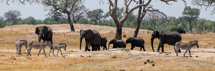 Hwange National Park Steppenzebras (Pferdezebra, Equus quagga), Afrikanische Elefanten (Loxodonta africana)