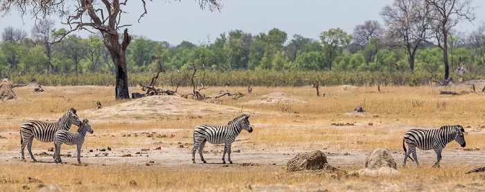 Hwange National Park Steppenzebras (Pferdezebra, Equus quagga)