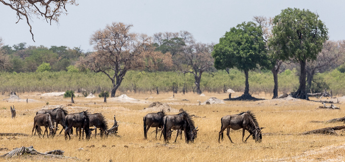 Streifengnus (Blaues Gnu, Connochaetes taurinus) Hwange National Park