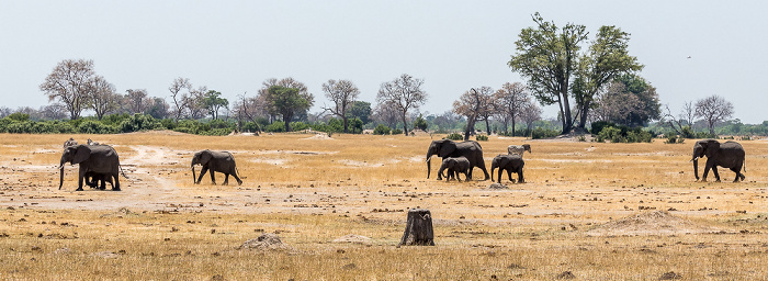 Hwange National Park Afrikanische Elefanten (Loxodonta africana)