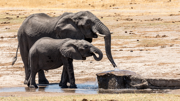 Afrikanische Elefanten (Loxodonta africana) Hwange National Park